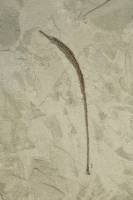 Syngnathe fossile